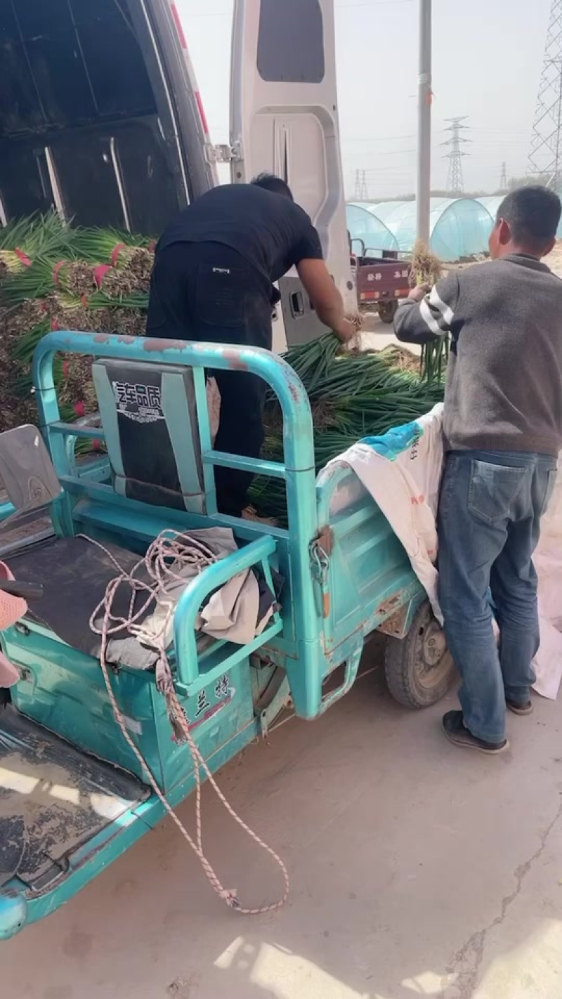 精品小葱大量有货