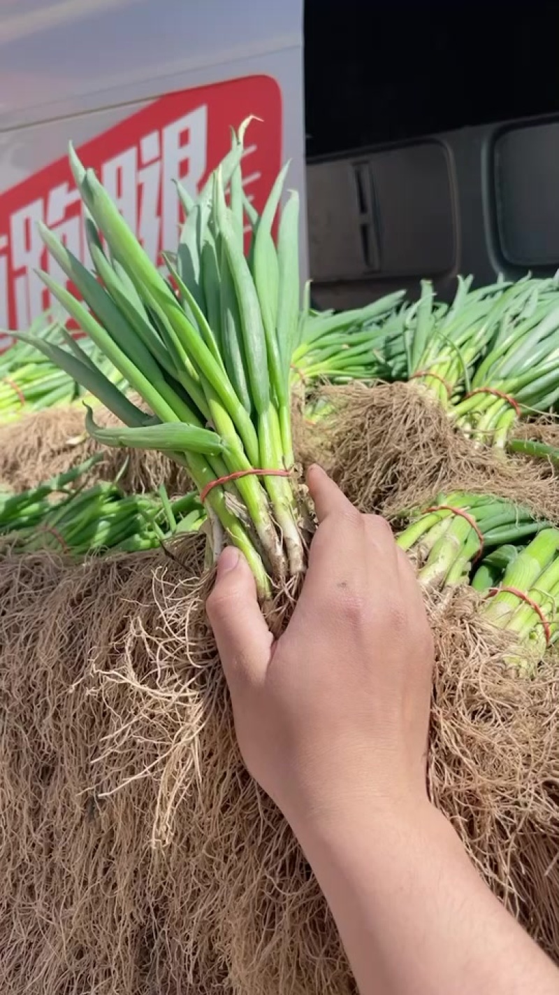 精品小葱大量有货