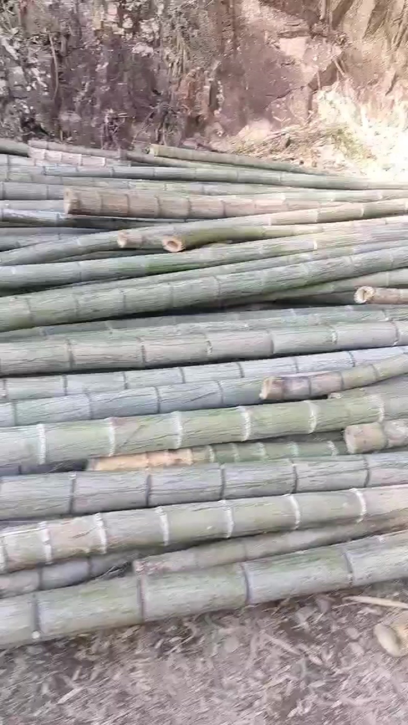 竹子