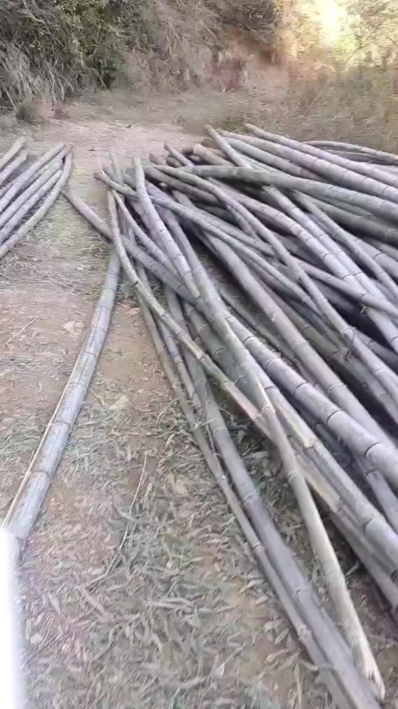 竹子