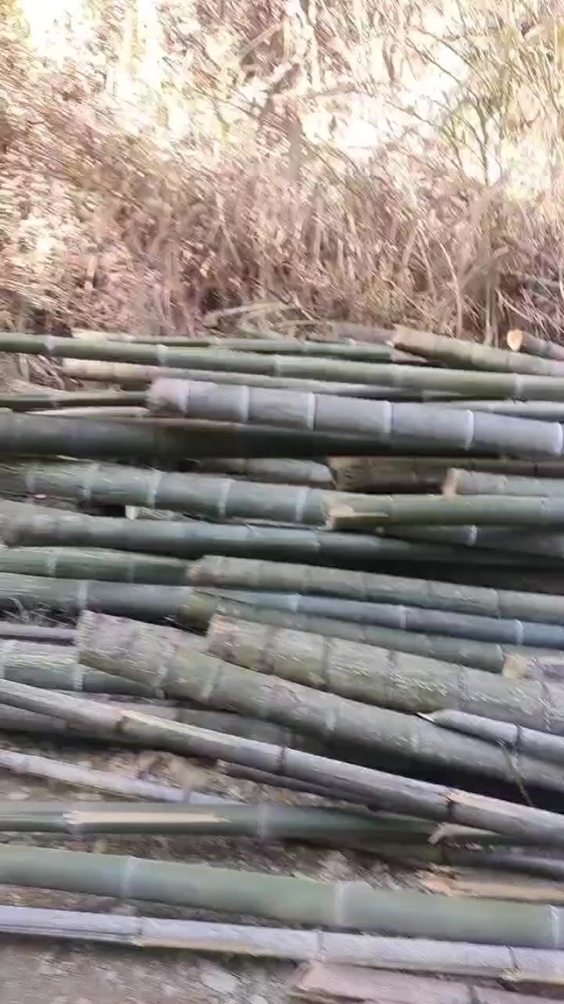 竹子