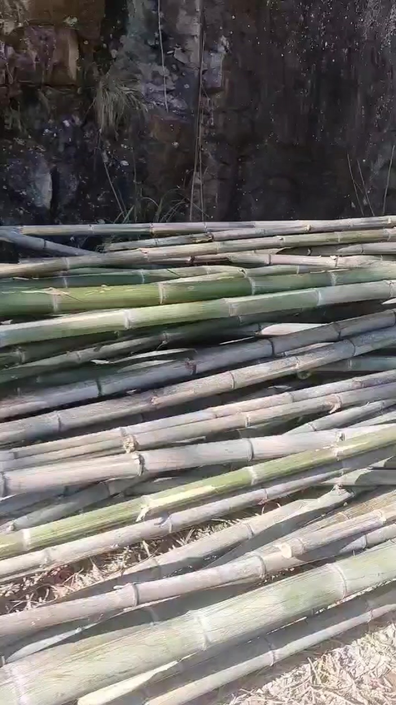 竹子