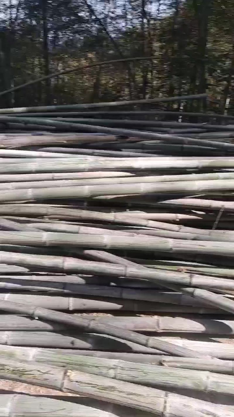 竹子