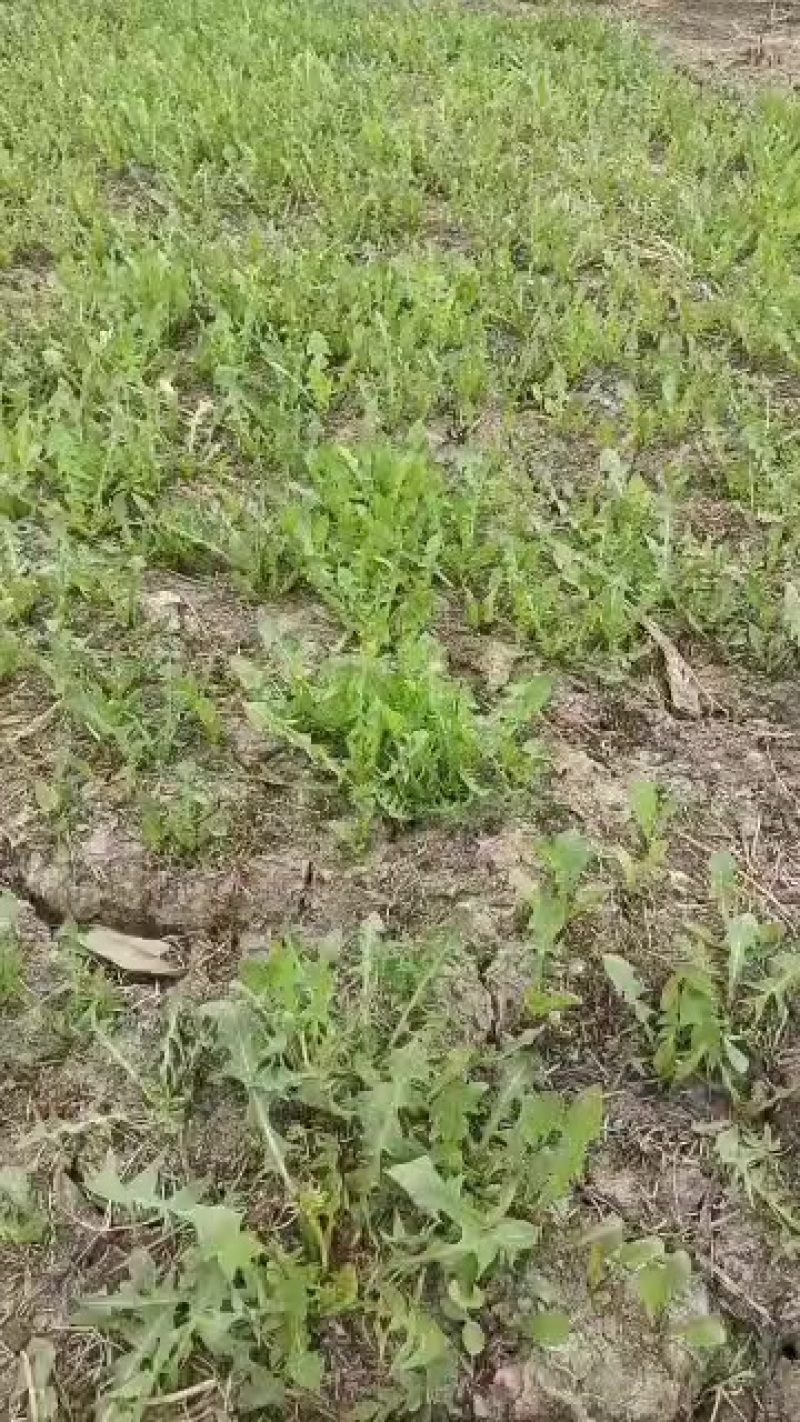 婆婆丁产地直发，可视频看货量大优惠，欢迎联系，50斤起