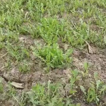 婆婆丁产地直发，可视频看货量大优惠，欢迎联系，50斤起