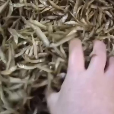 油炸公鱼，好吃不苦