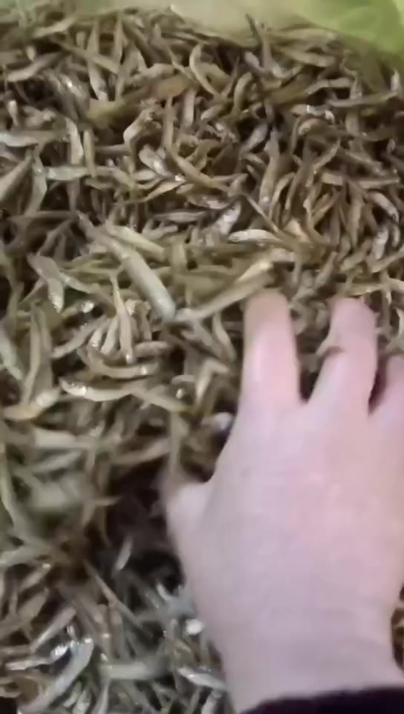 油炸公鱼，好吃不苦