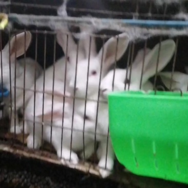 江西吉安肉兔