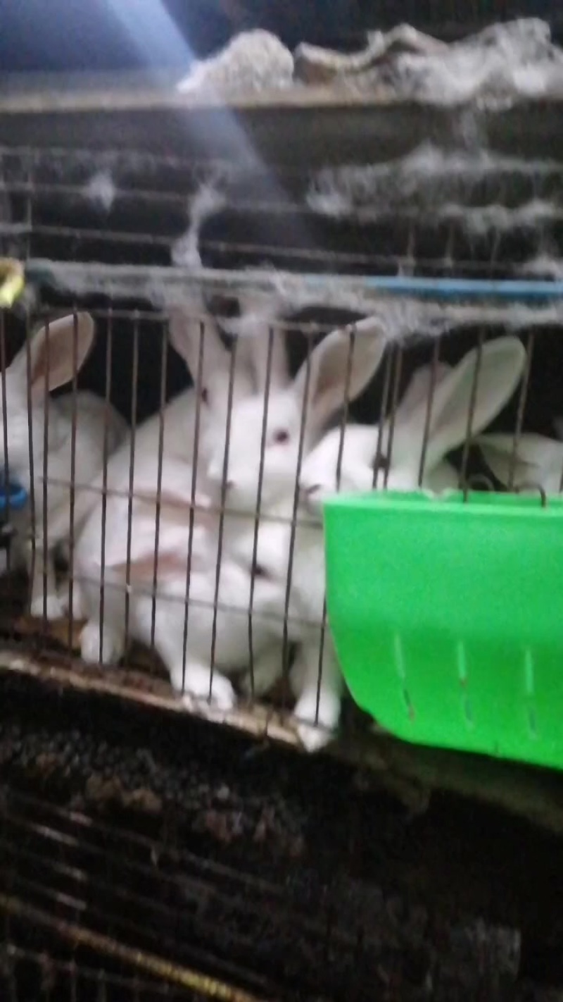 江西吉安肉兔