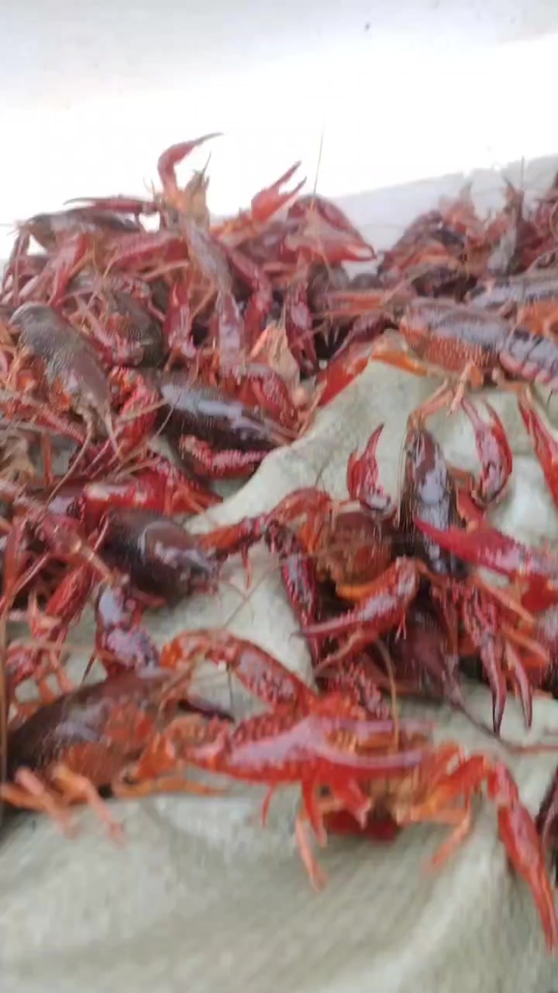 小龙虾