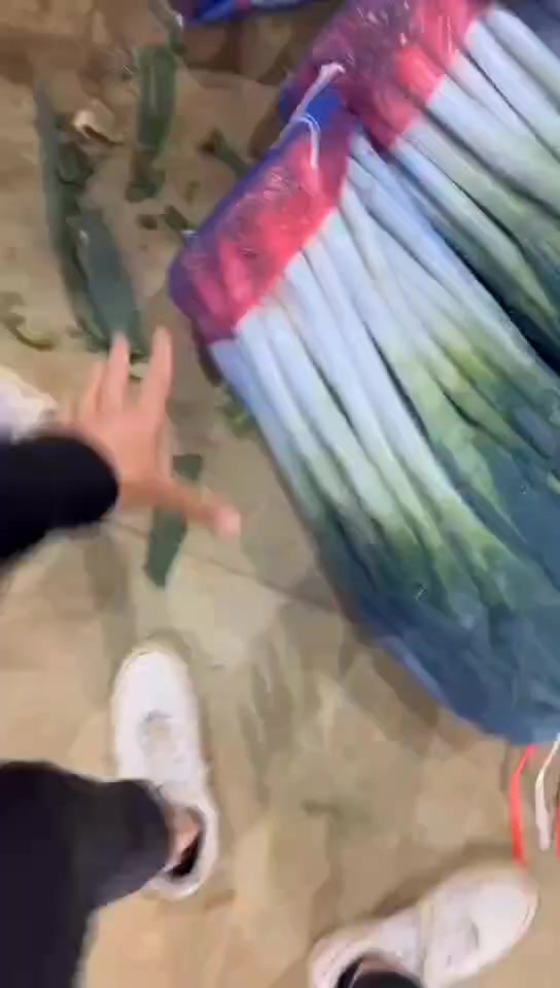 精品大葱，大量有货，质量保障，价格不高，用的联系