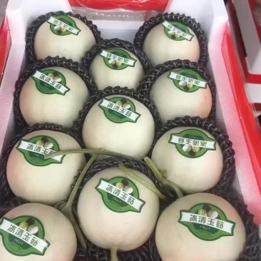 玉菇