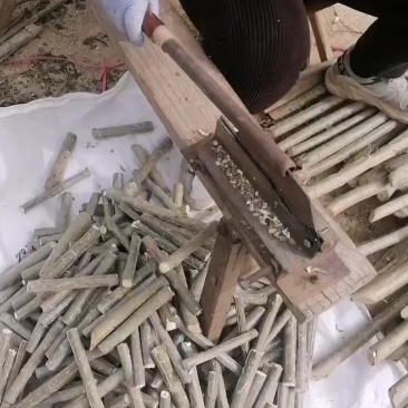 山东临清107速生杨仟插段