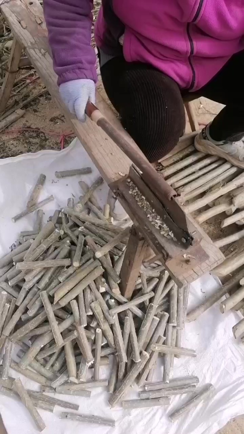 山东临清107速生杨仟插段