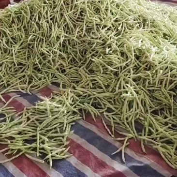 芸豆大跌价