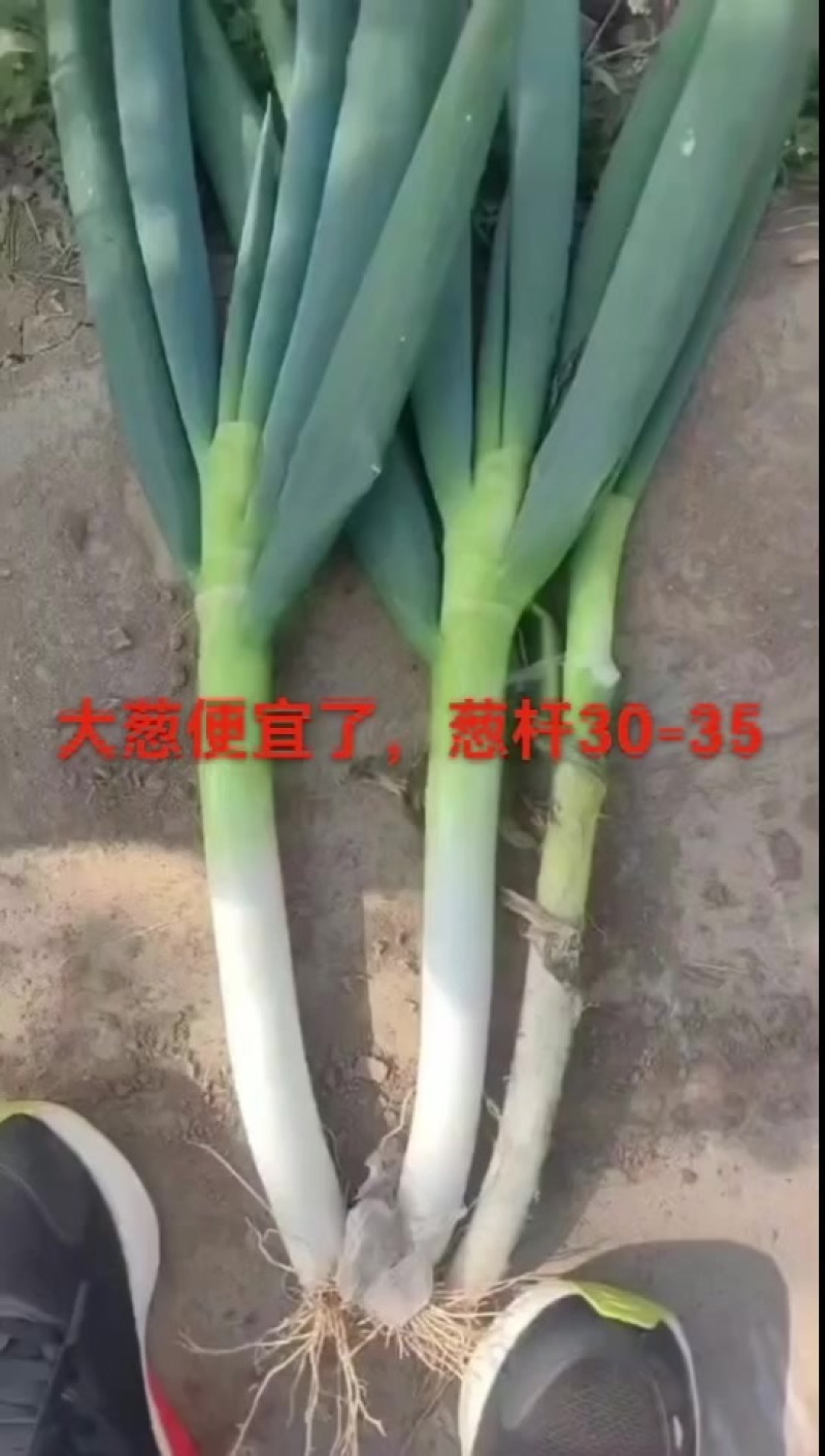 铁杆大葱