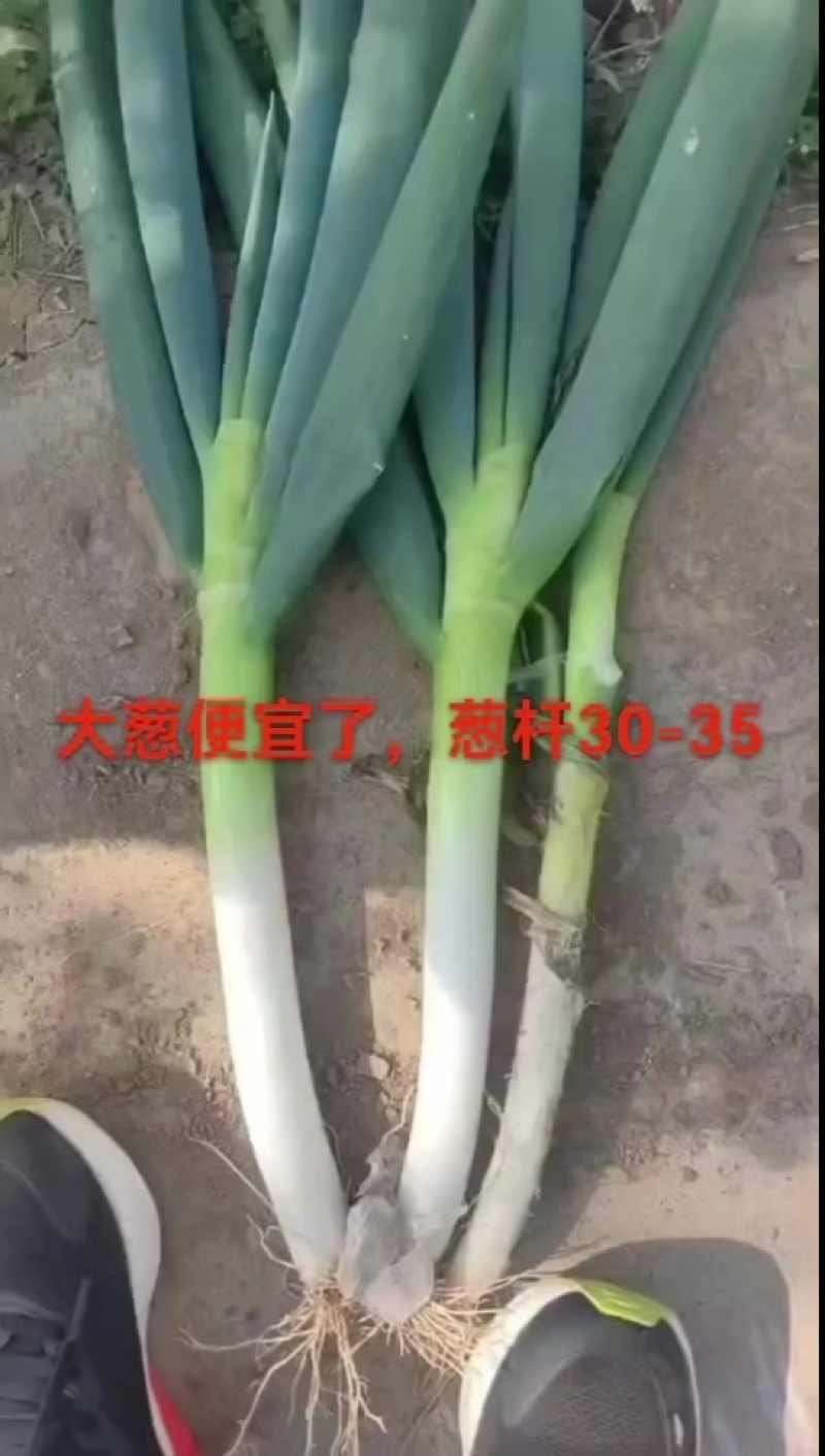 铁杆大葱
