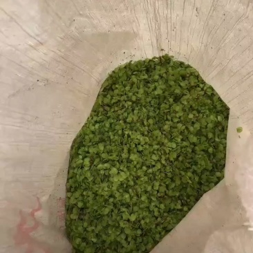 榆钱