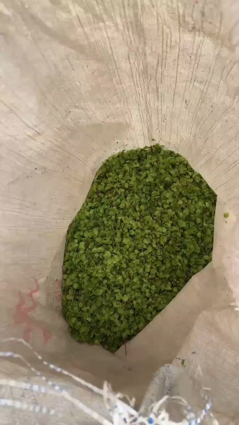 榆钱