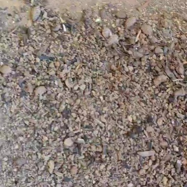 金沙牛