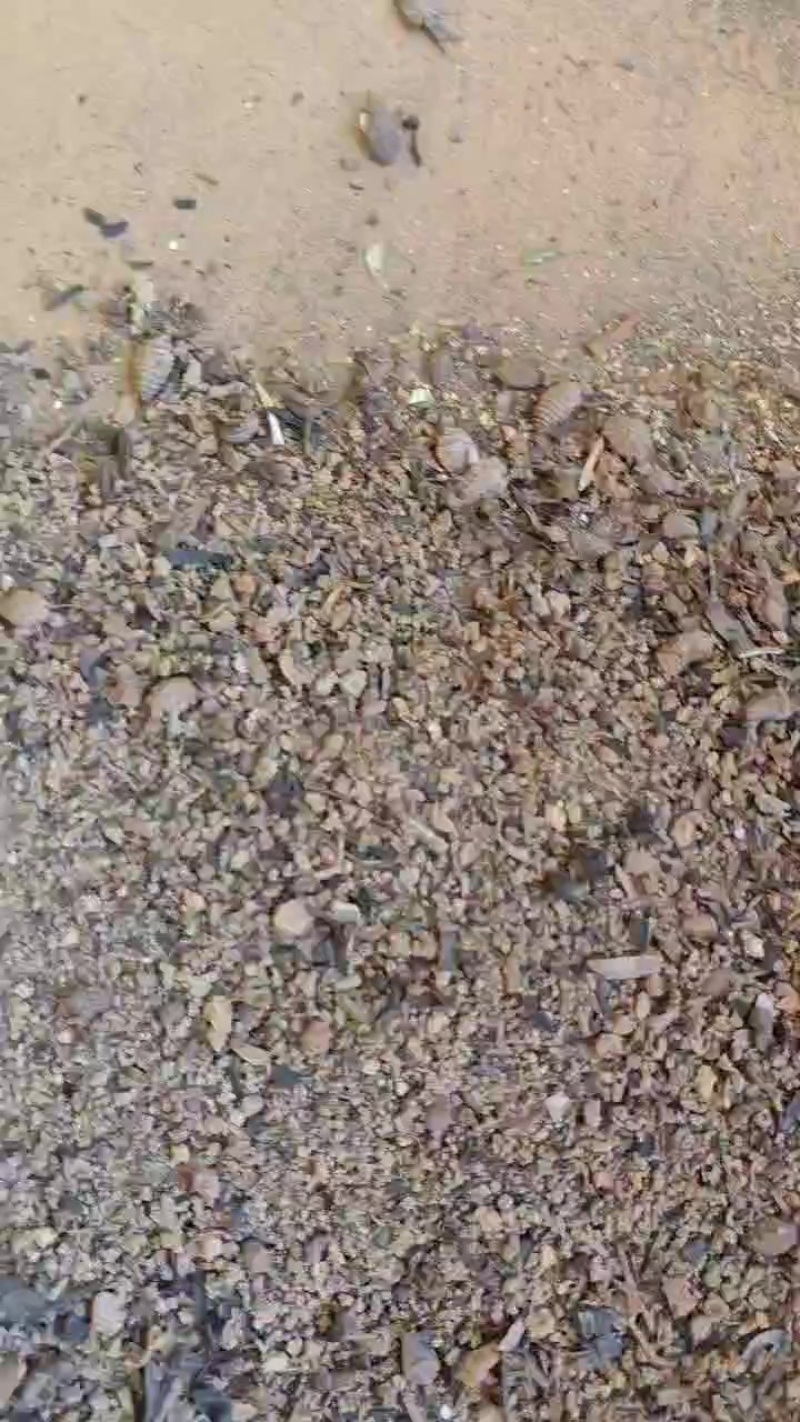 金沙牛