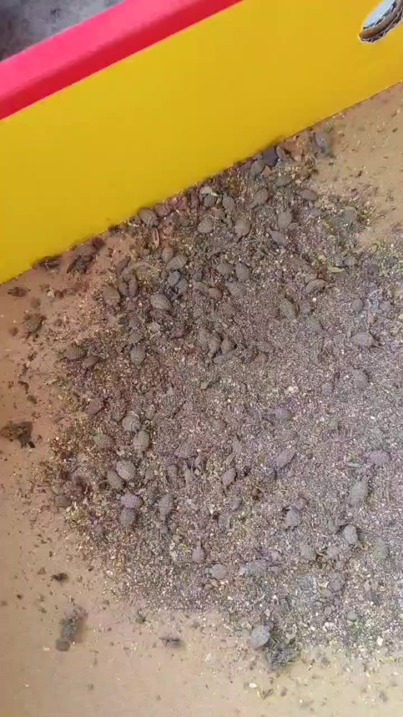 金沙牛