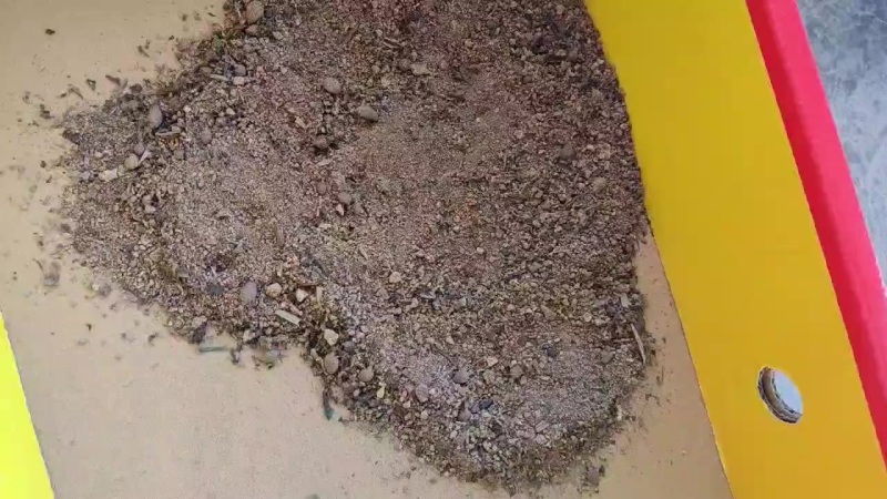 金沙牛