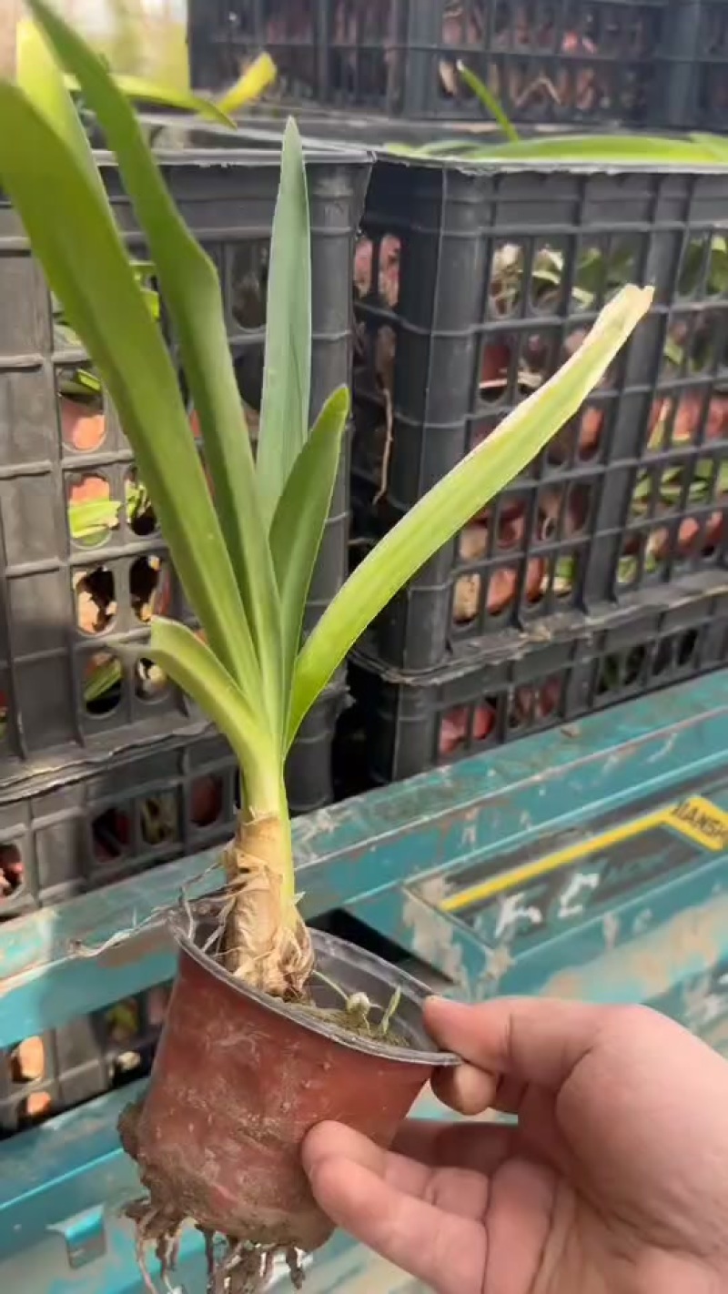 百子莲