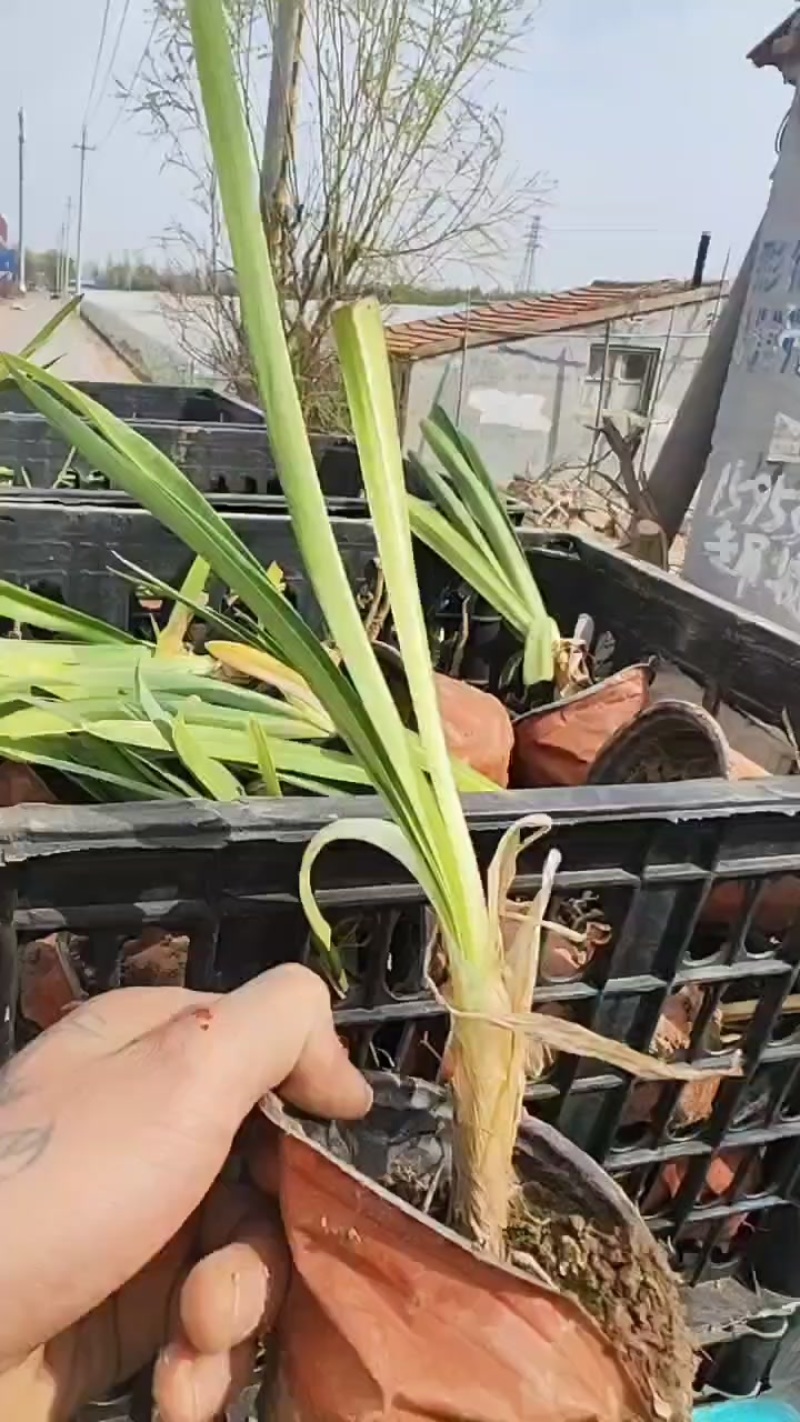 百子莲