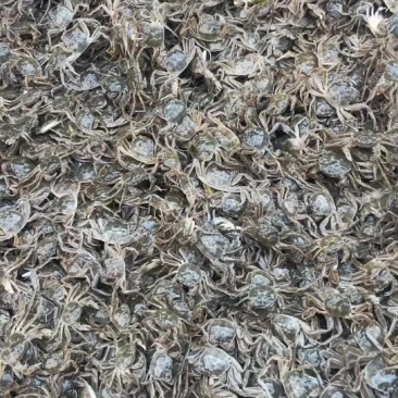 江苏大闸蟹苗精品优质蟹苗