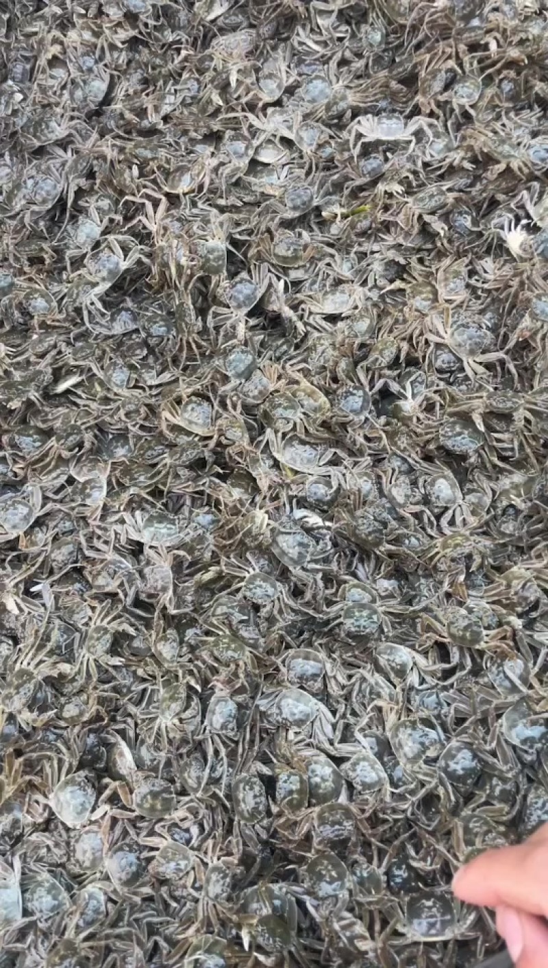 江苏大闸蟹苗精品优质蟹苗