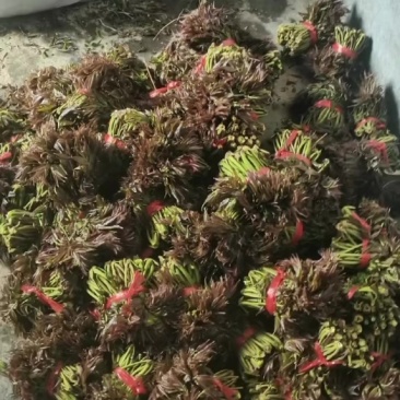 红柚香椿芽