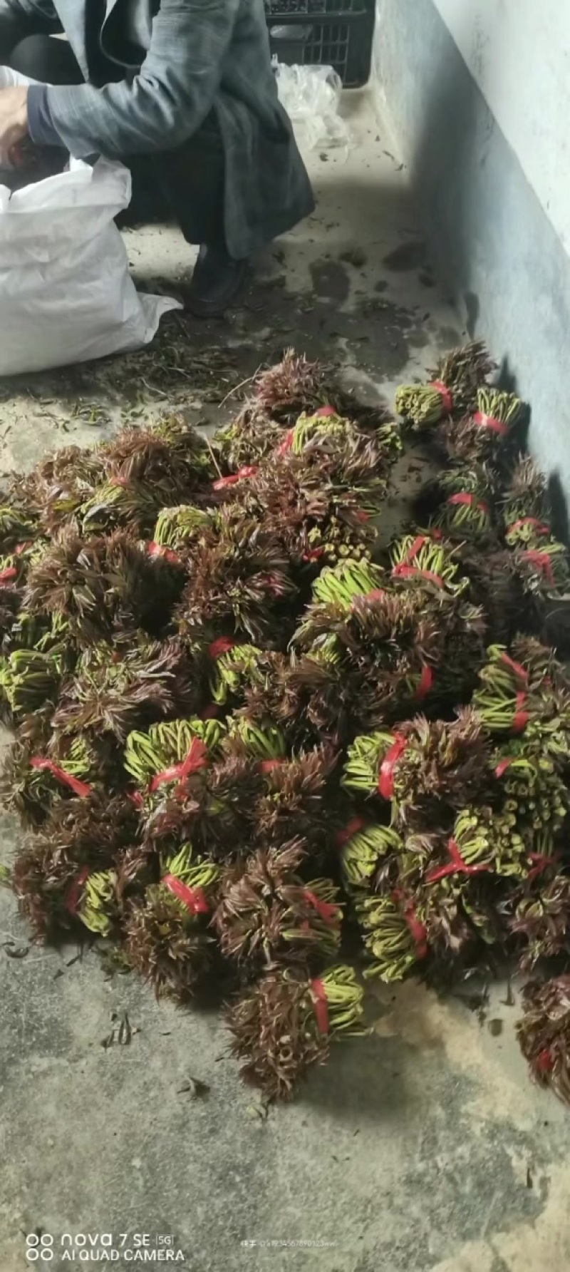 红柚香椿芽