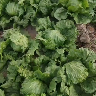 三原县圆生菜大量上市