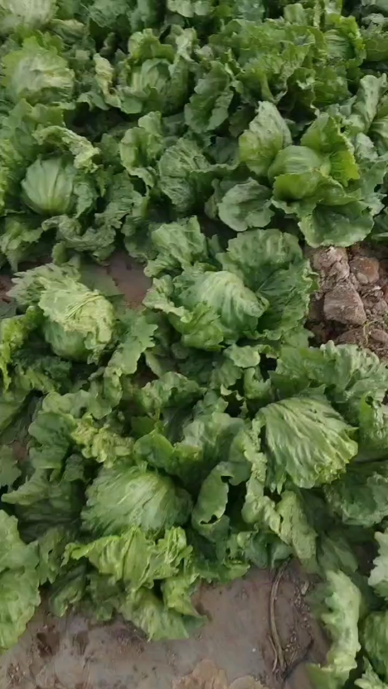 三原县圆生菜大量上市