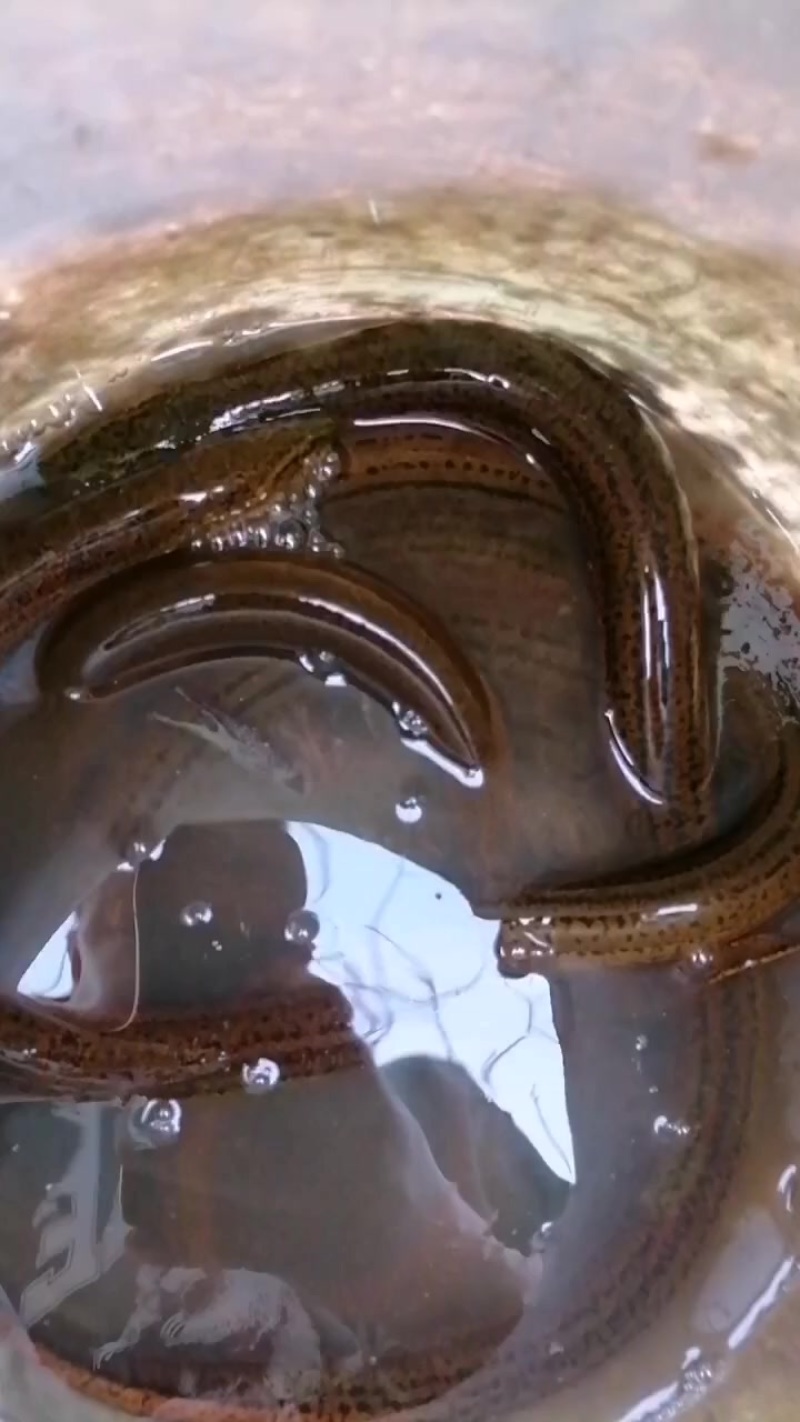 鳝鱼