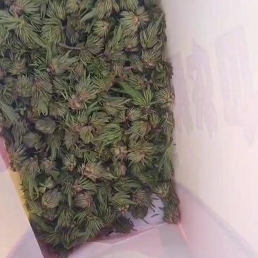 杜仲雄花