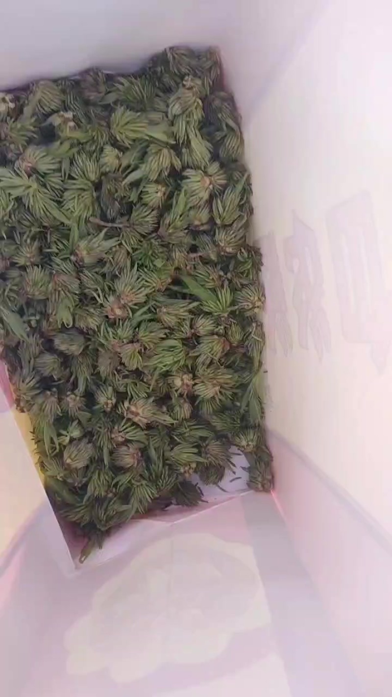 杜仲雄花