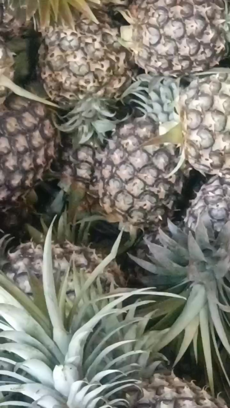 西双版纳特色菠萝香水菠萝