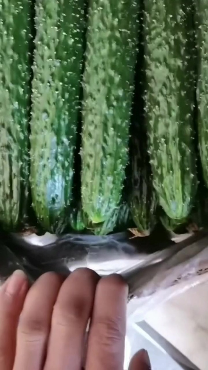 精品黄瓜1.5左右
