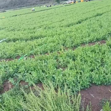 豌豆尖