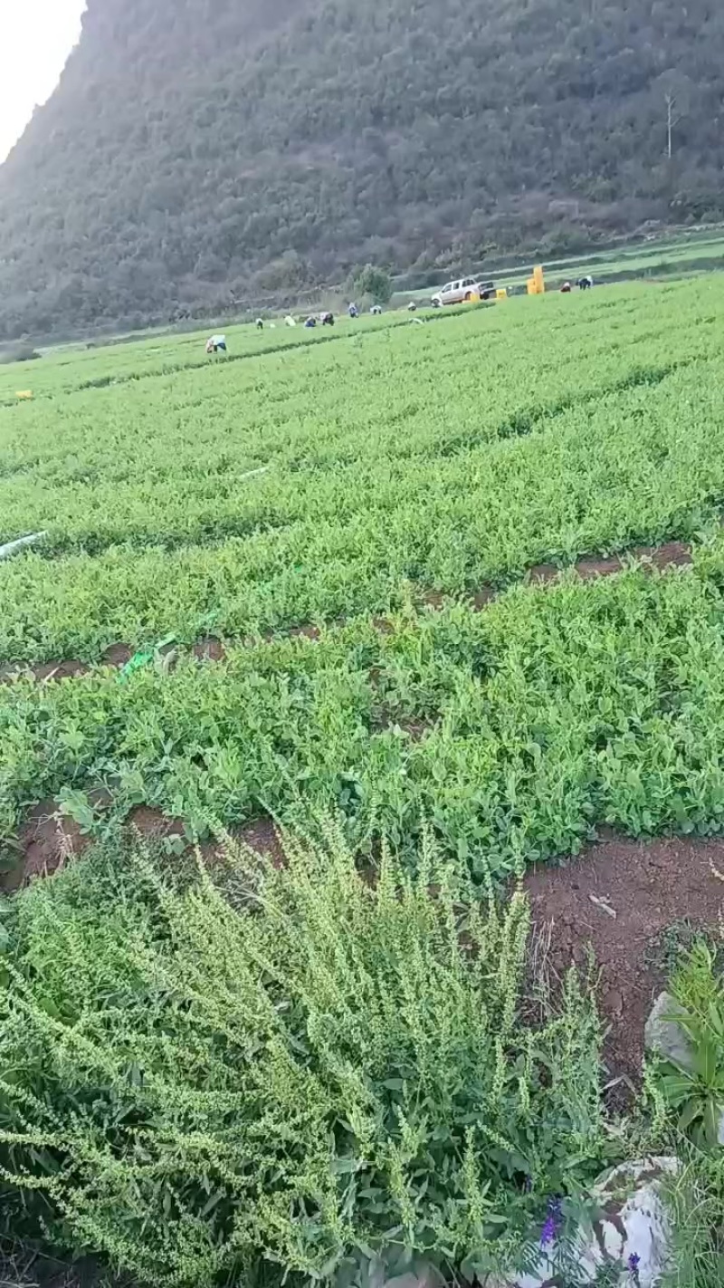 豌豆尖