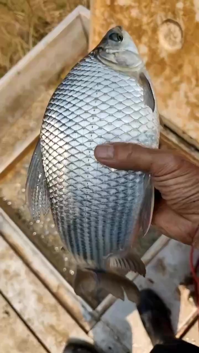 大量出售巴西鲷，1斤去