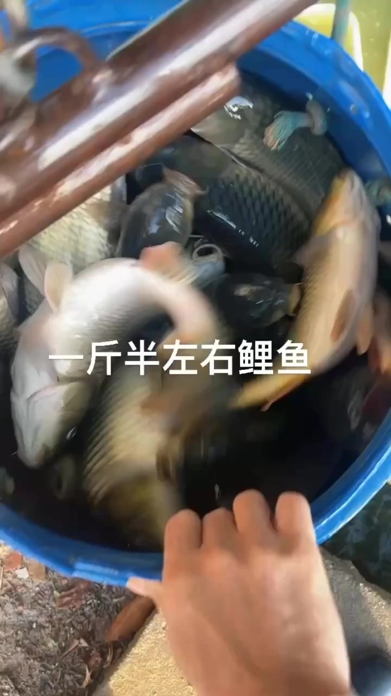 仅配送广东省内钓场农庄——-东莞本地鲤鱼