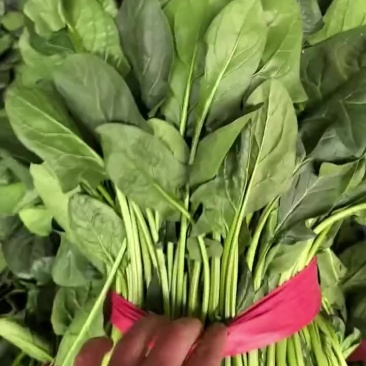 陆地菠菜