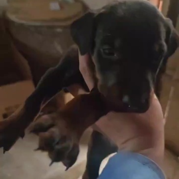 杜宾幼犬