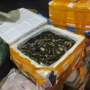 湖北黄冈黄鳝