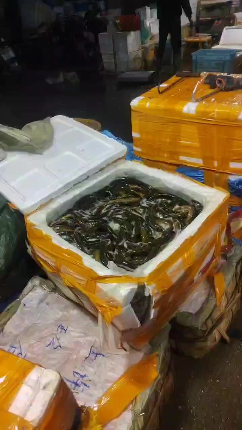 湖北黄冈黄鳝
