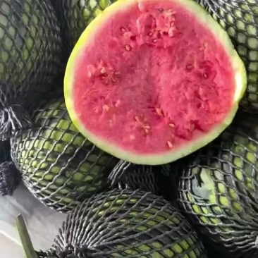 麒麟，美都，甜王