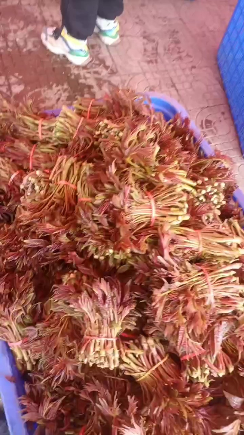 香椿